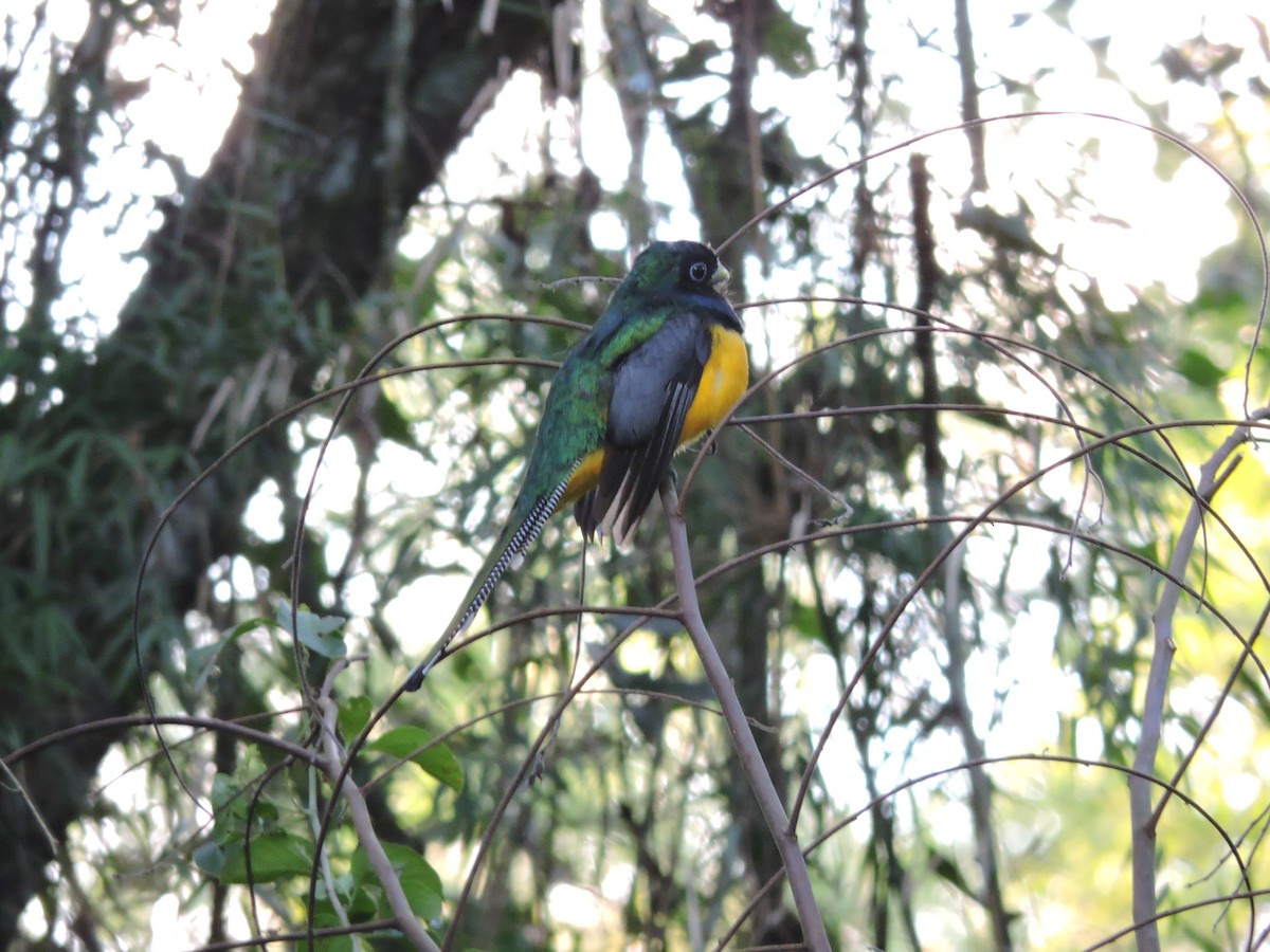 Atlantic Black-throated Trogon - ML618635655