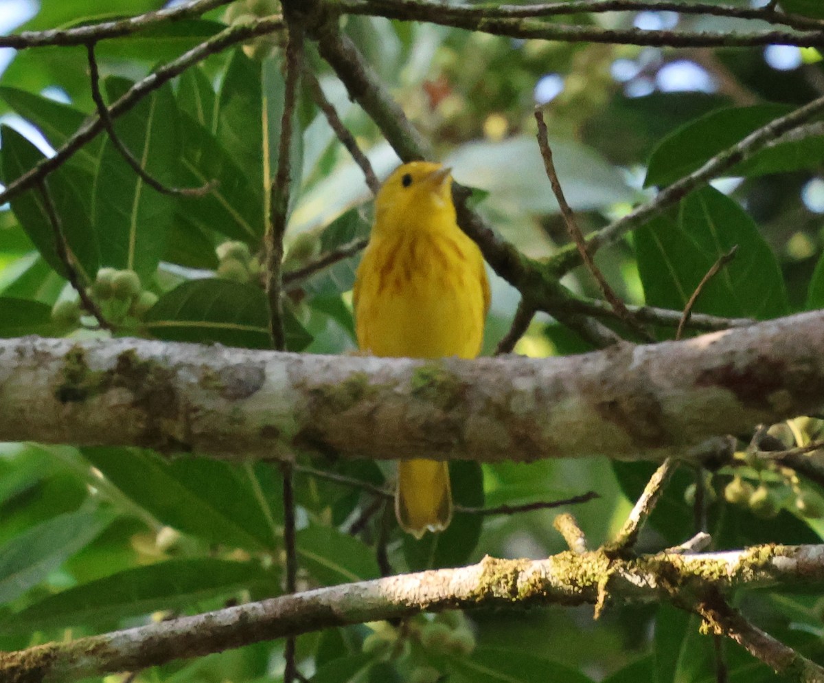 Yellow Warbler - Sally Veach