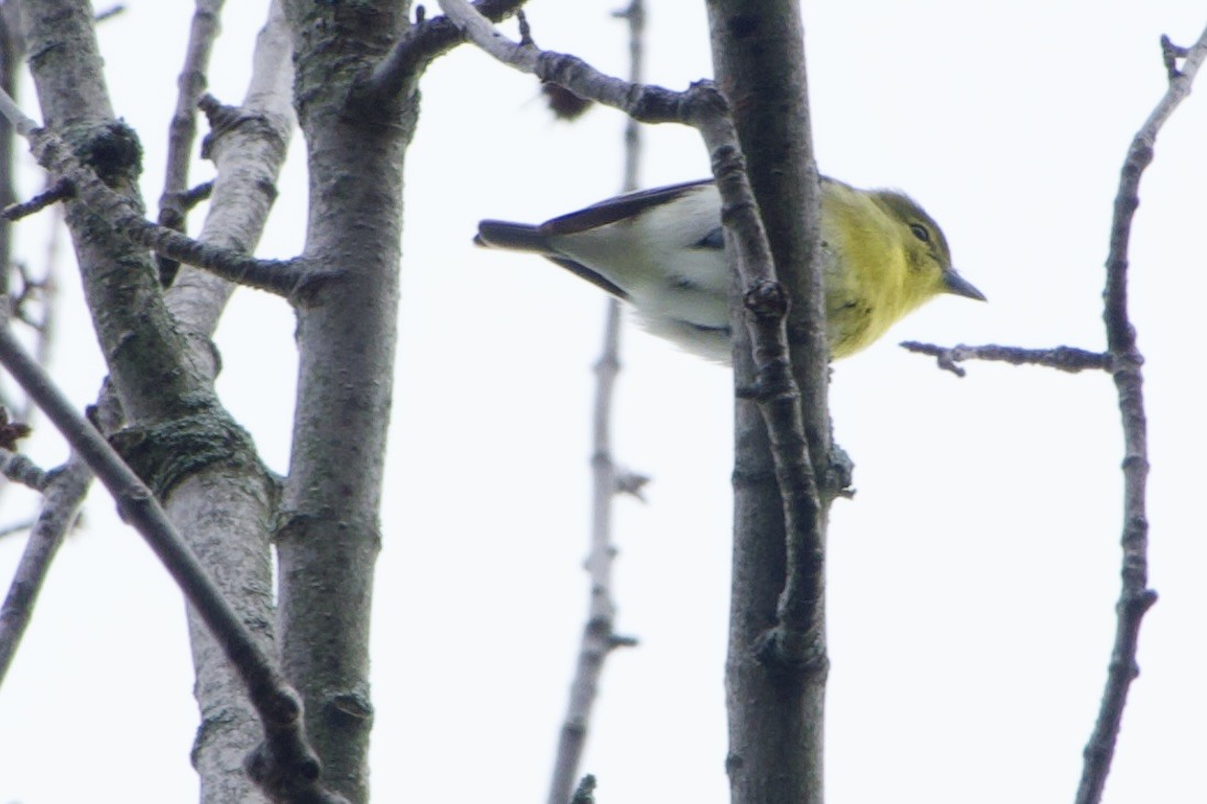 Viréo à gorge jaune - ML618635667