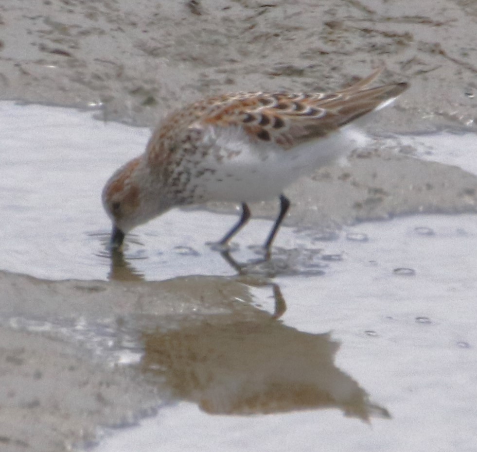 Western Sandpiper - ML618635743