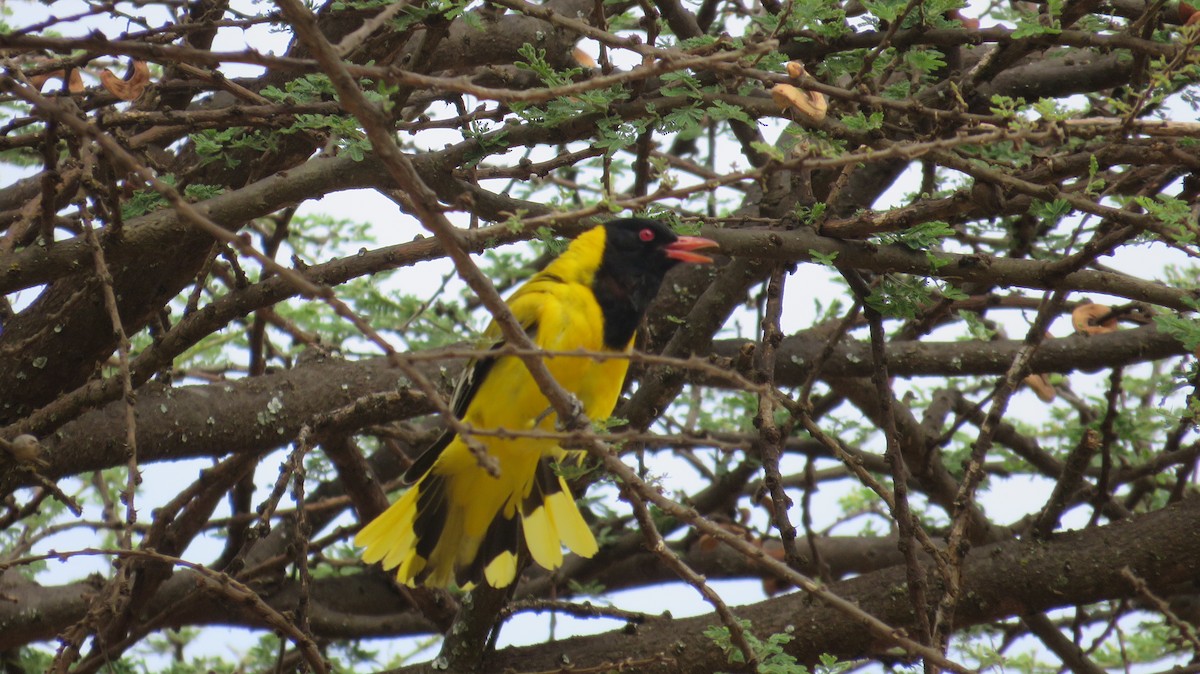 African Black-headed Oriole - ML618635787