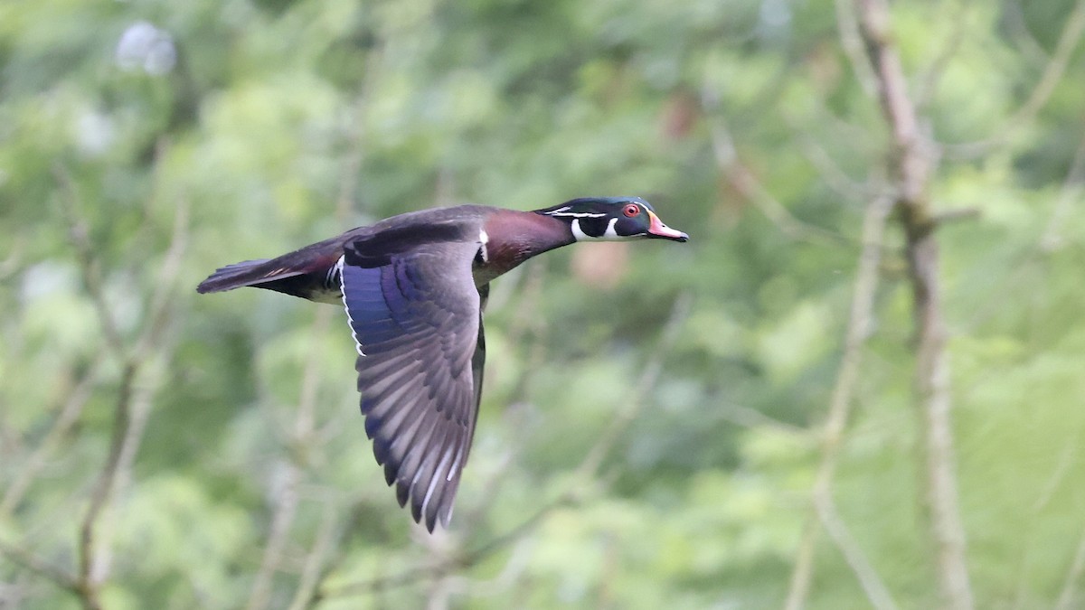 Wood Duck - ML618635800