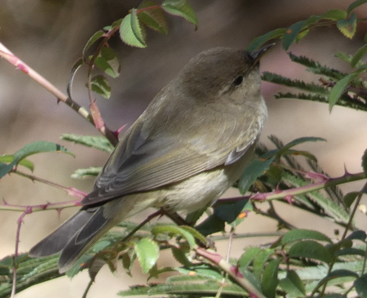 ub. spurvefugl (Passeriformes sp.) - ML618635805