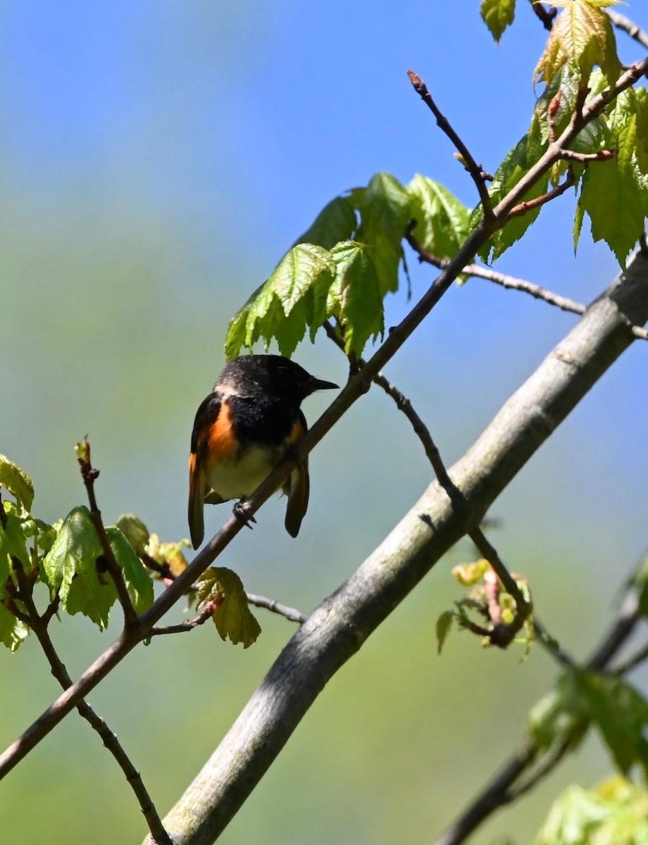 Rotschwanz-Waldsänger - ML618635812