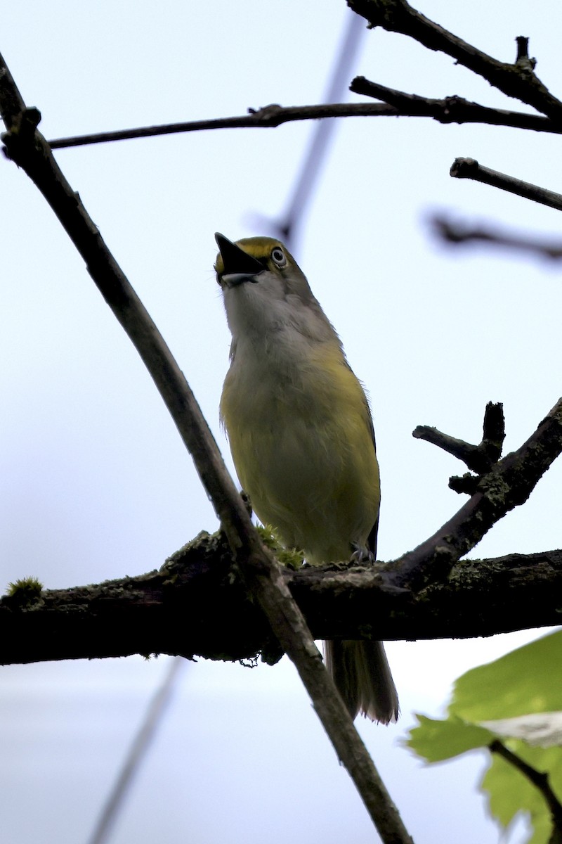 White-eyed Vireo - Anonymous