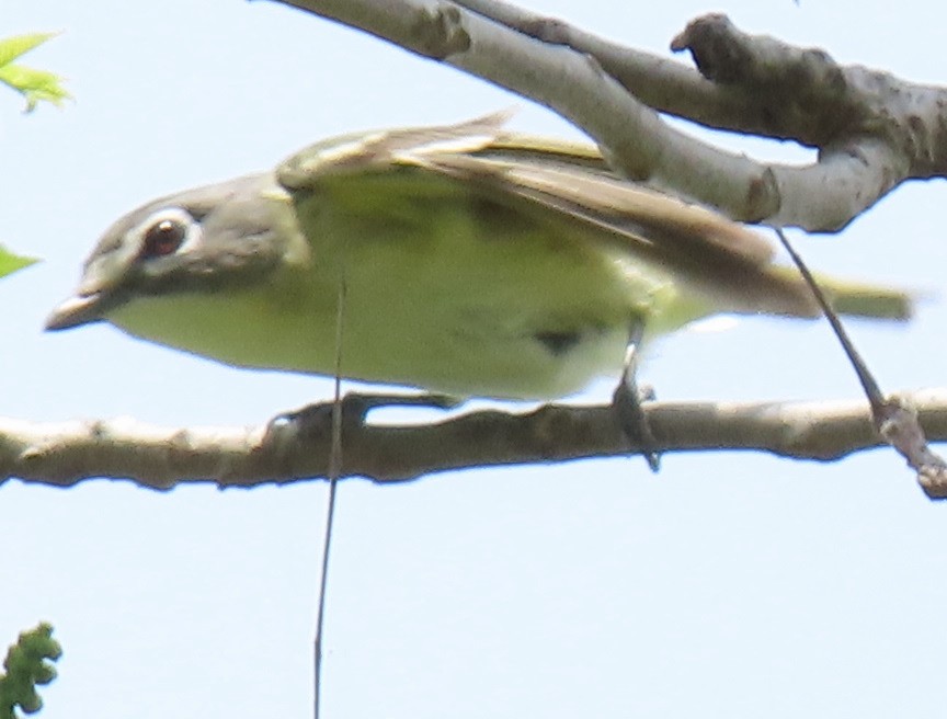 Blue-headed Vireo - ML618635828