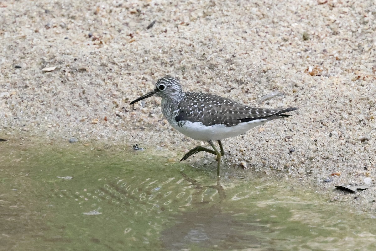 Solitary Sandpiper - Anonymous