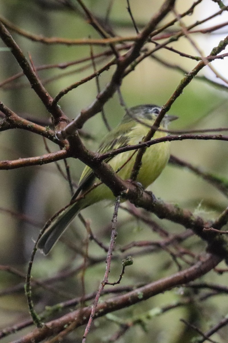 Yellow-olive Flatbill (Sooretama) - Fernando Torres