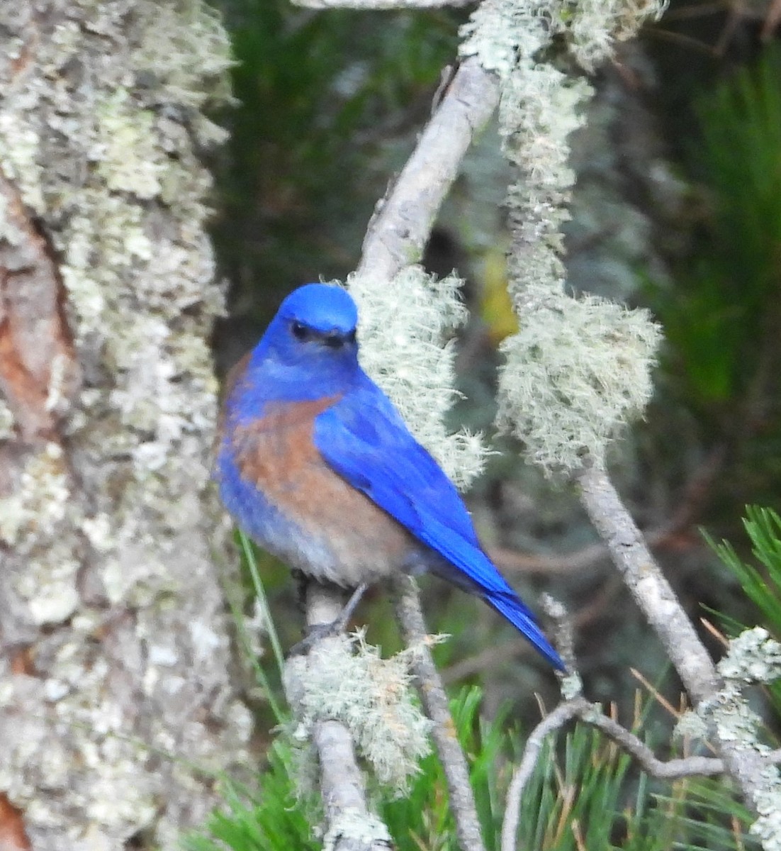 Western Bluebird - Guadalupe Esquivel Uribe