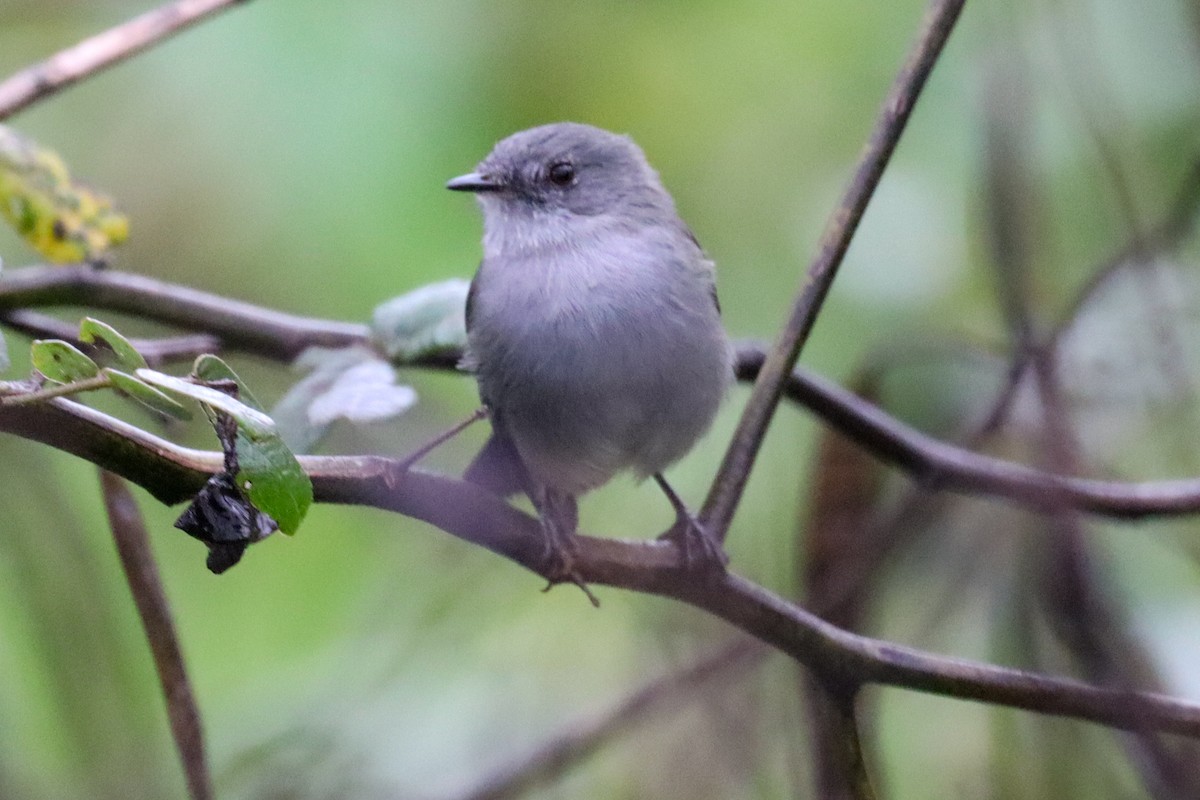 Sooty Tyrannulet - Fernando Torres