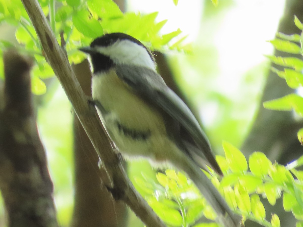 Black-capped Chickadee - ML618635854