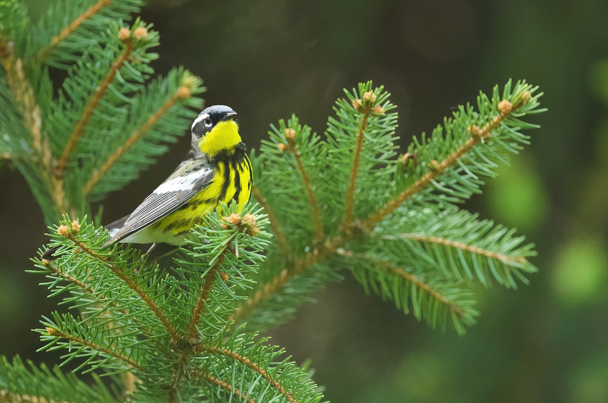 Magnolia Warbler - R. Stineman