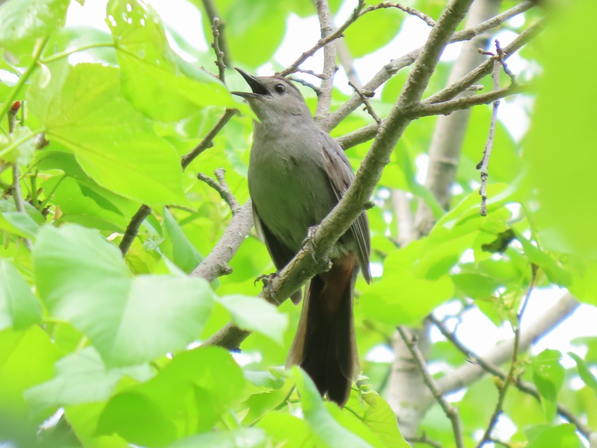 Pájaro Gato Gris - ML618635872