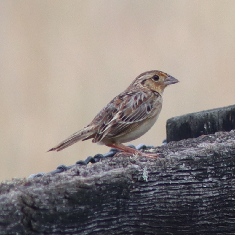 Grasshopper Sparrow - ML618635875