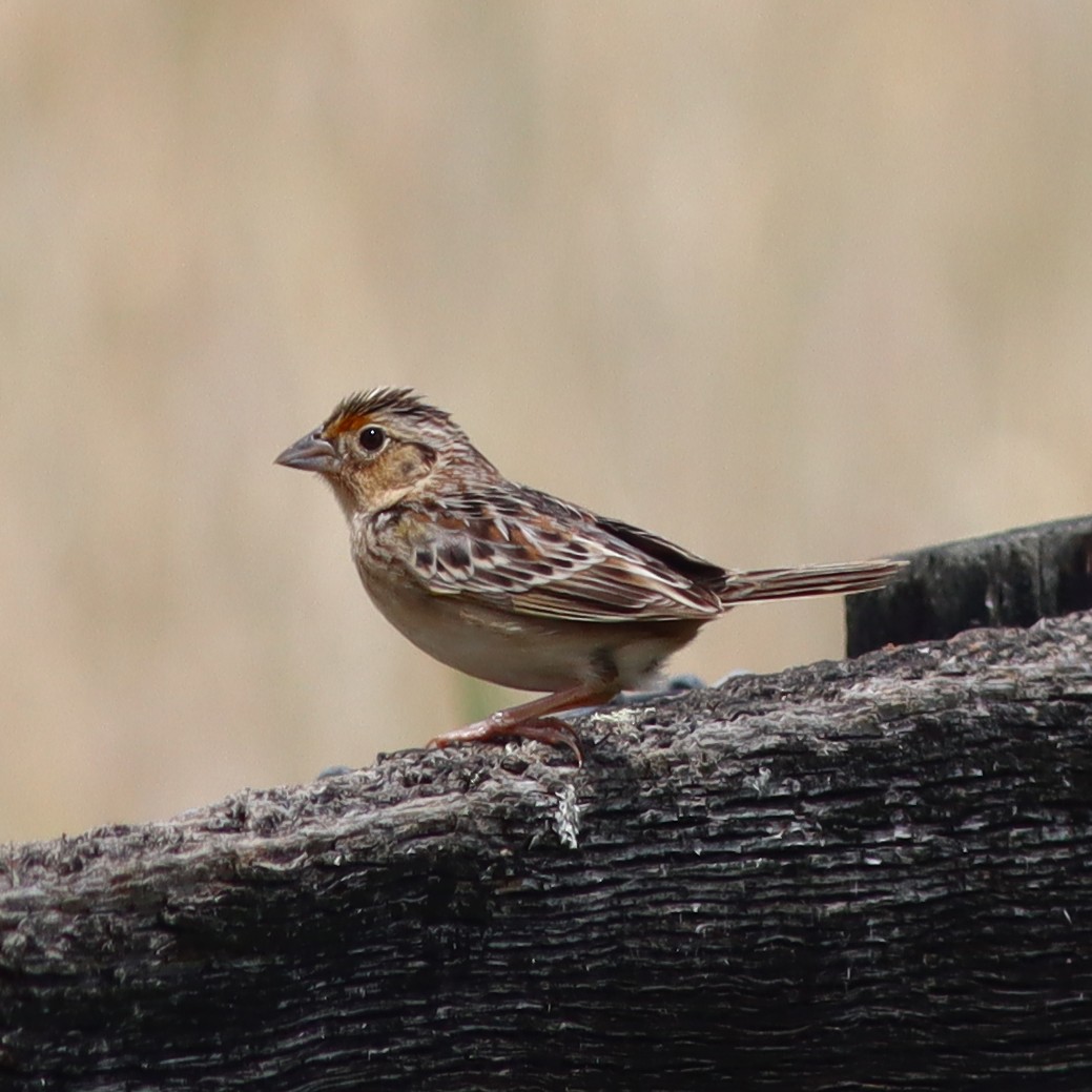 Grasshopper Sparrow - ML618635876