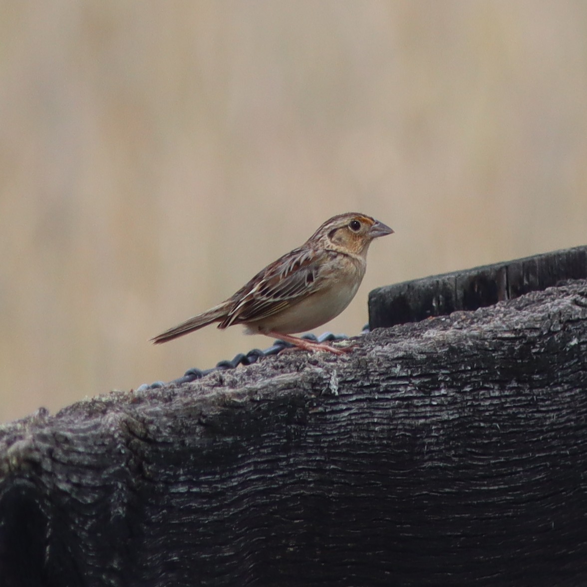 Grasshopper Sparrow - ML618635877