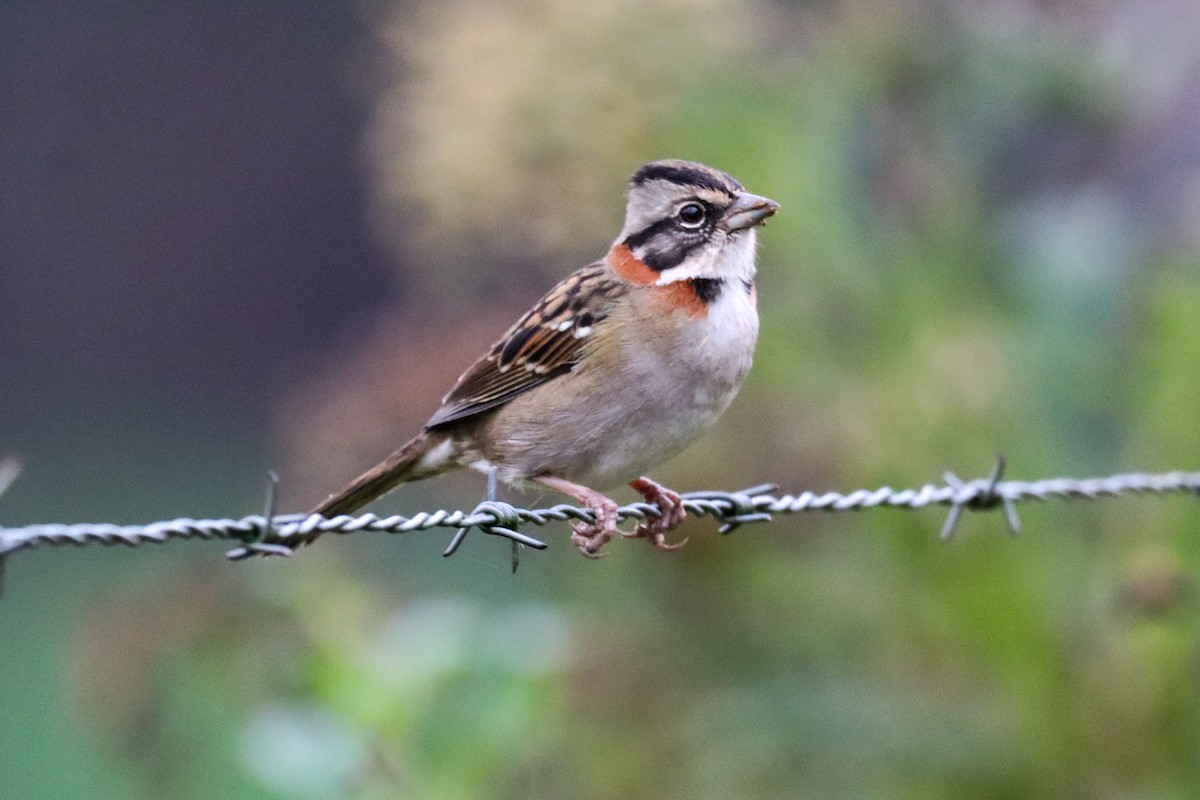 Rufous-collared Sparrow - ML618635891