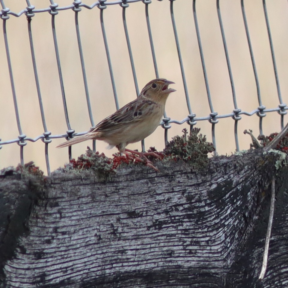 Grasshopper Sparrow - ML618635892