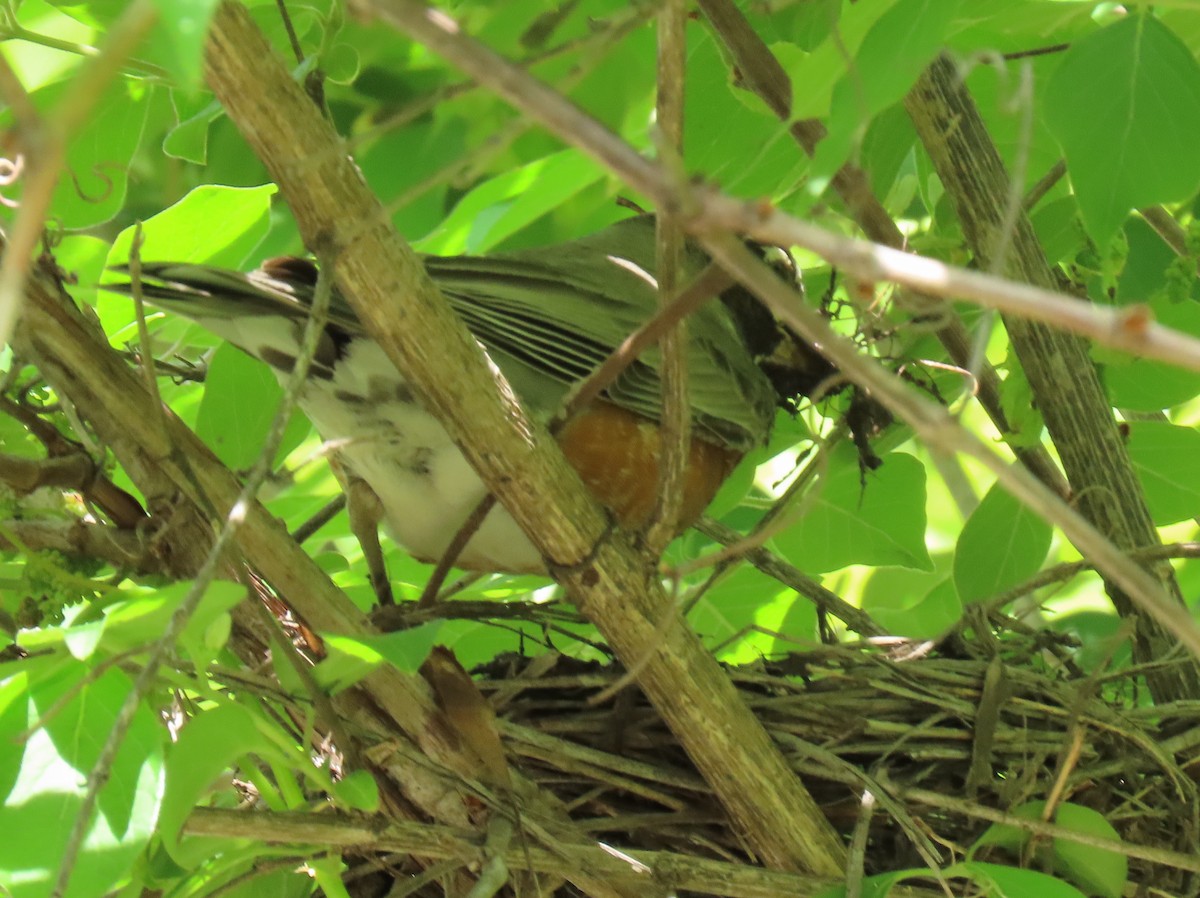 American Robin - Jim Proffitt