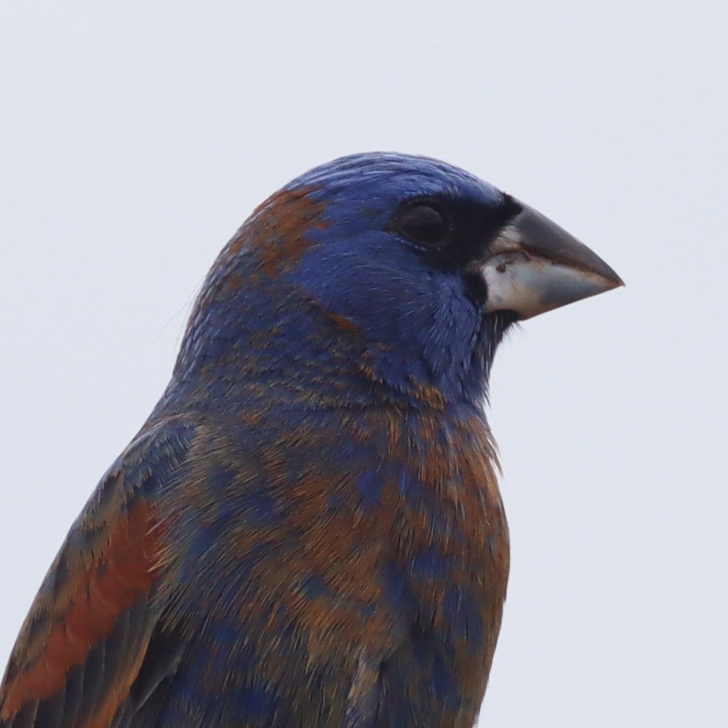 Blue Grosbeak - ML618635906