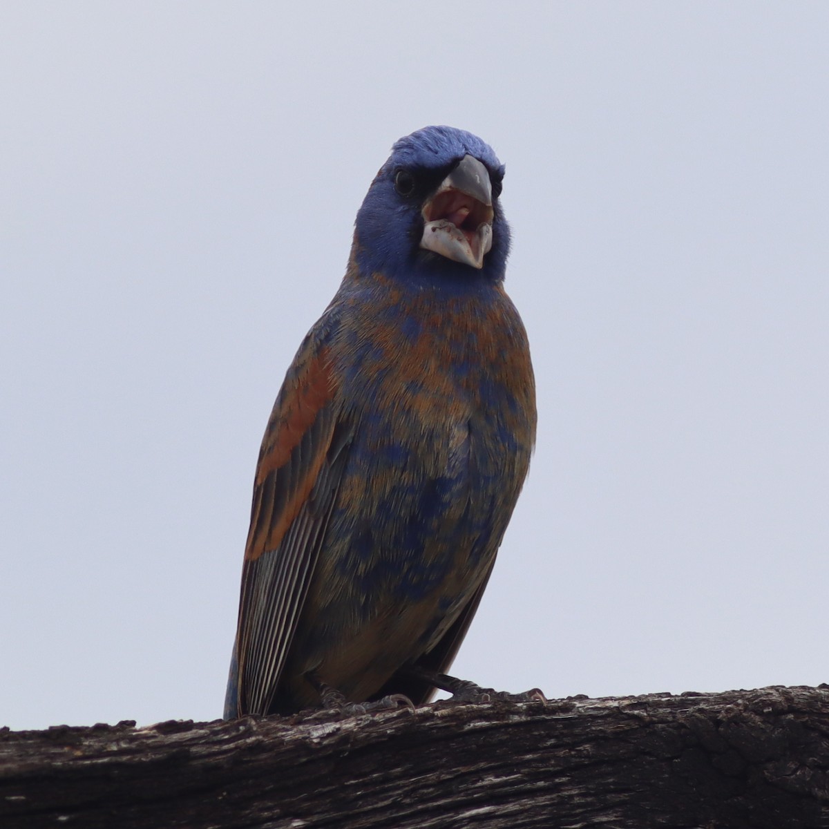 Blue Grosbeak - ML618635908