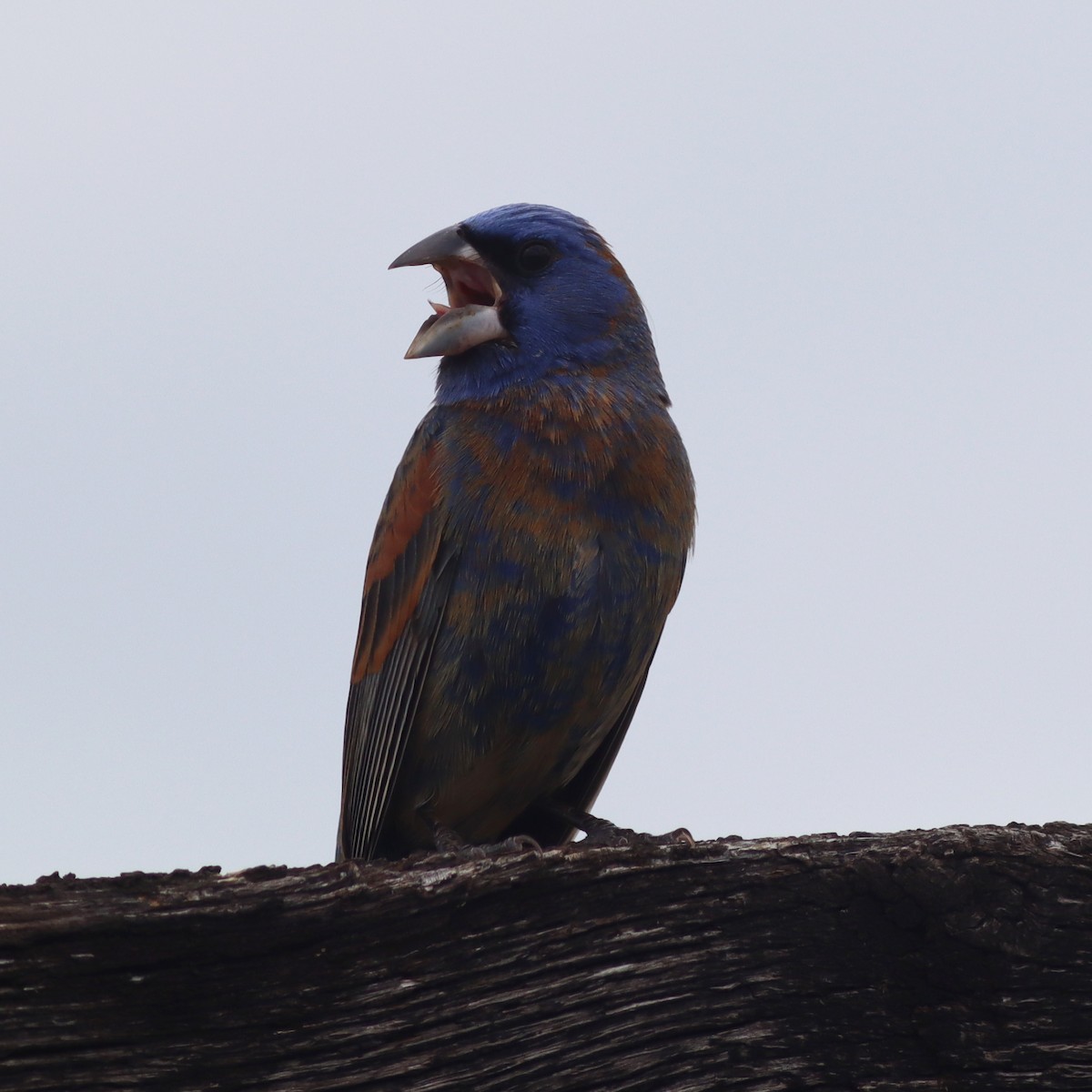 Blue Grosbeak - ML618635909