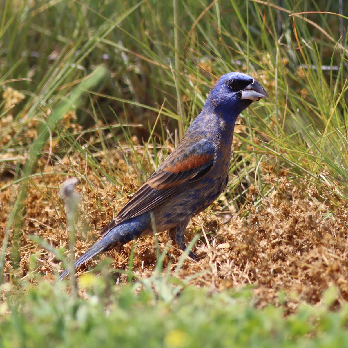 Blue Grosbeak - ML618635912