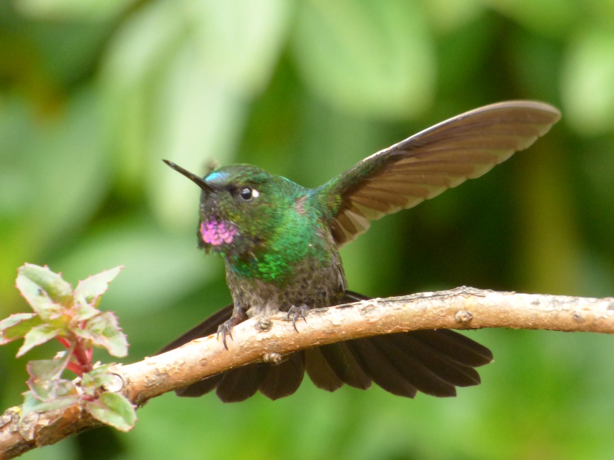 Tourmaline Sunangel - Abel Atehortua