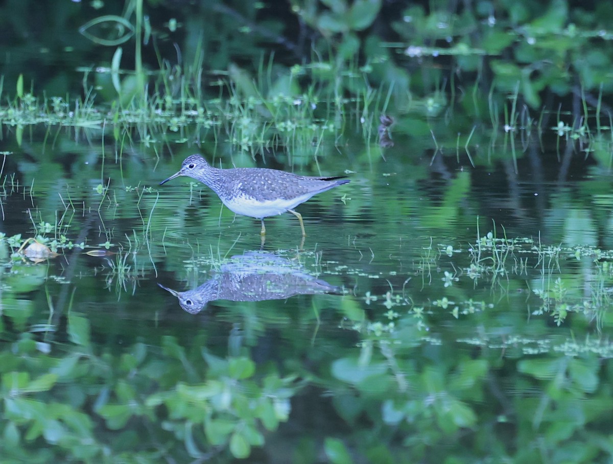 Solitary Sandpiper - ML618635922