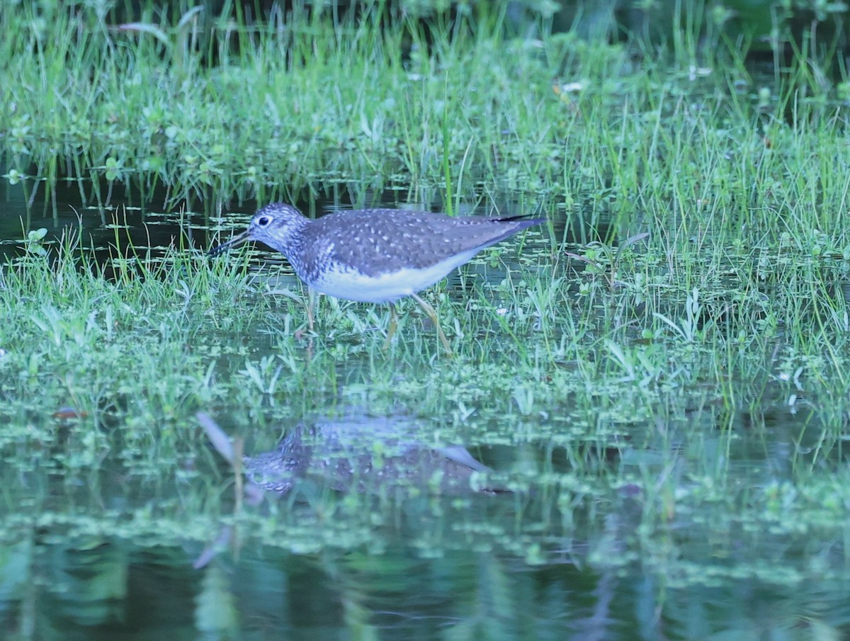 Solitary Sandpiper - ML618635924