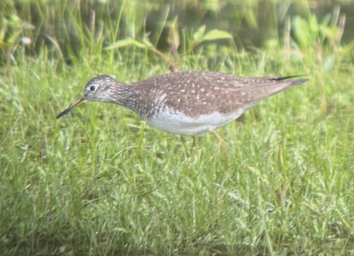 Solitary Sandpiper - ML618635925