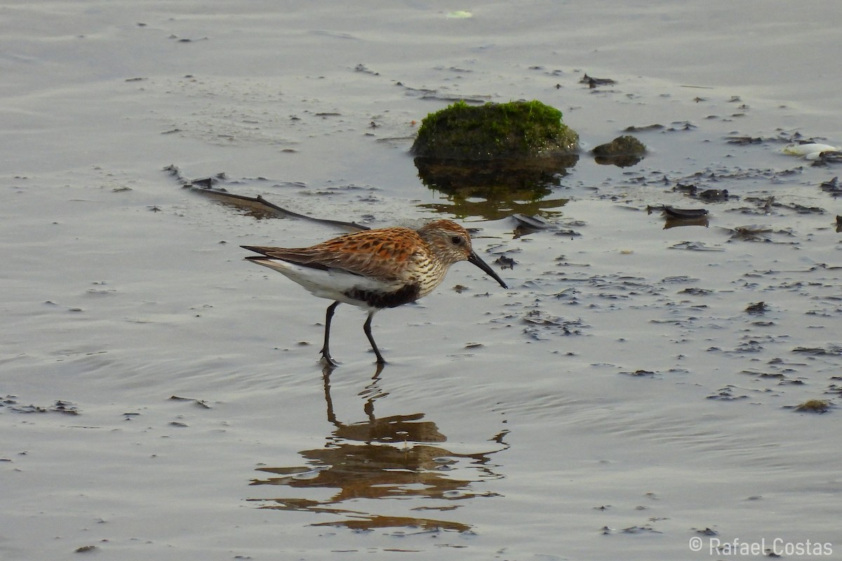 Dunlin (schinzii) - ML618635929