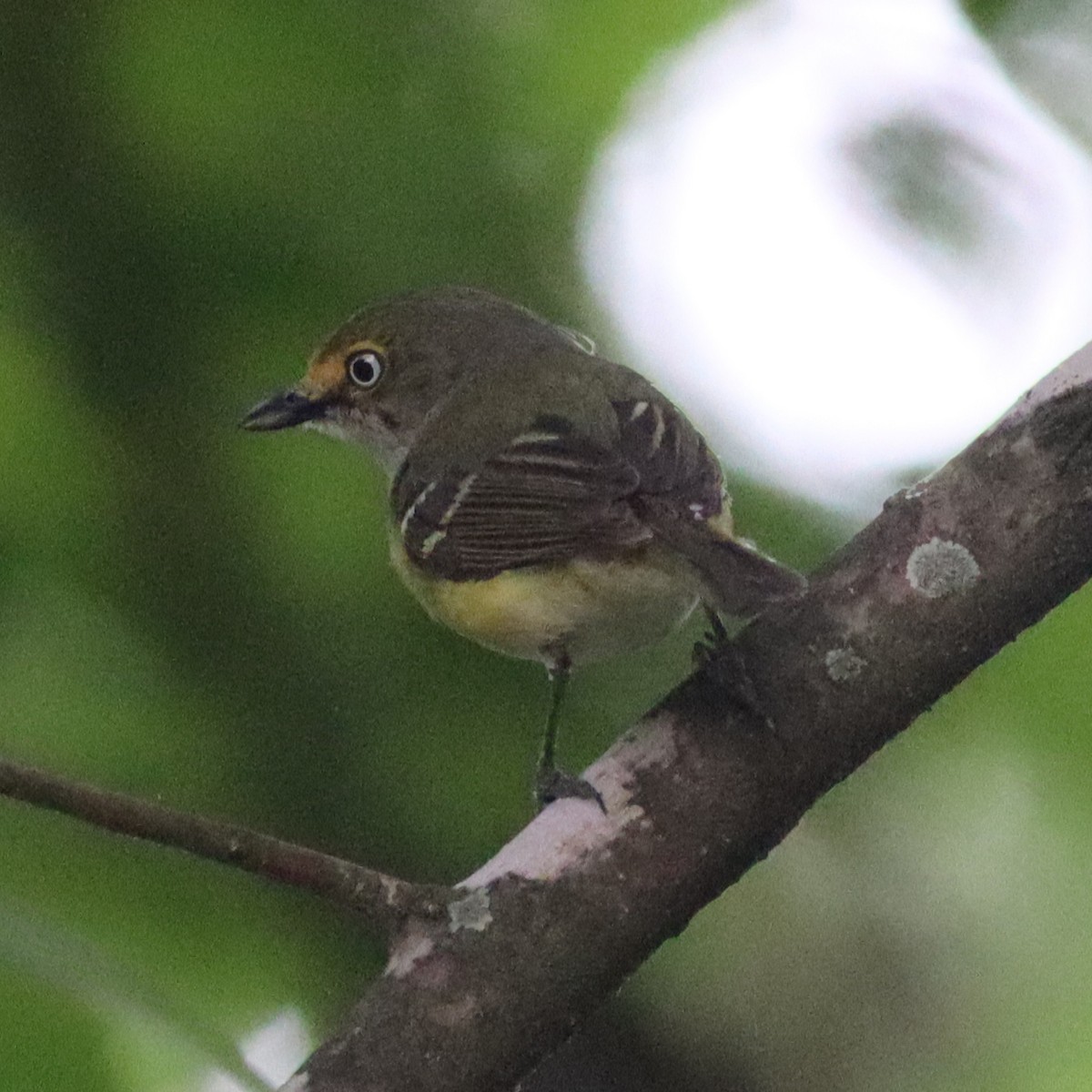 Vireo Ojiblanco - ML618635949