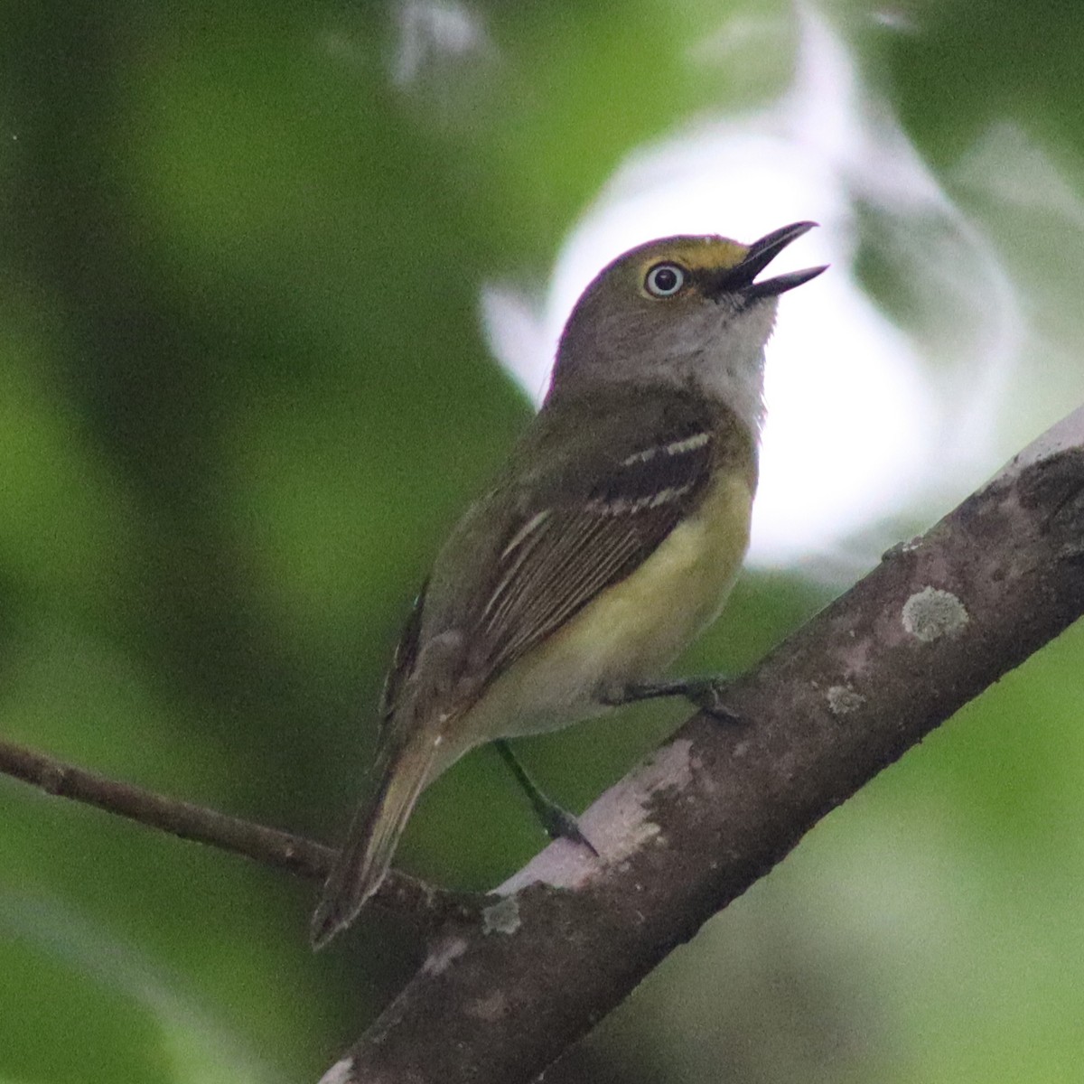 Ak Gözlü Vireo - ML618635950