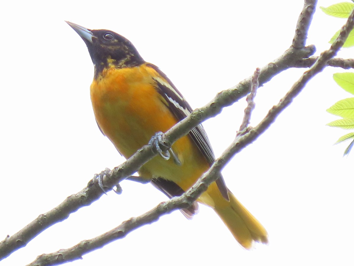 Oriole de Baltimore - ML618635956