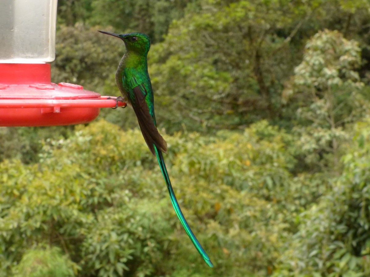 Long-tailed Sylph - Abel Atehortua