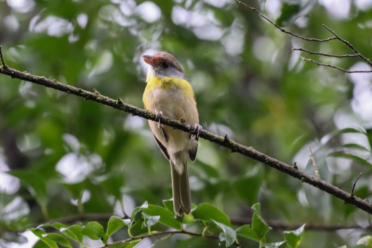 Rufous-browed Peppershrike - ML618635960