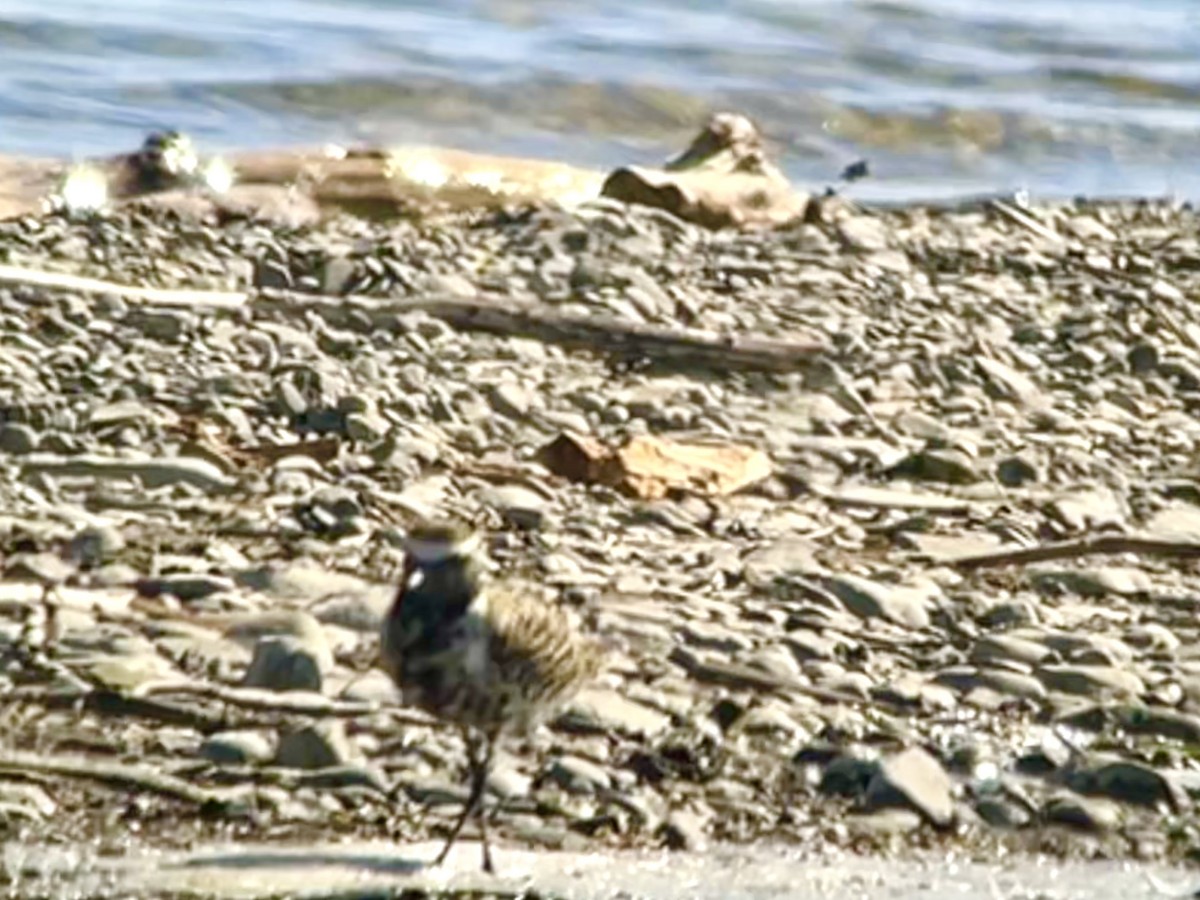 American Golden-Plover - J Gary Kohlenberg