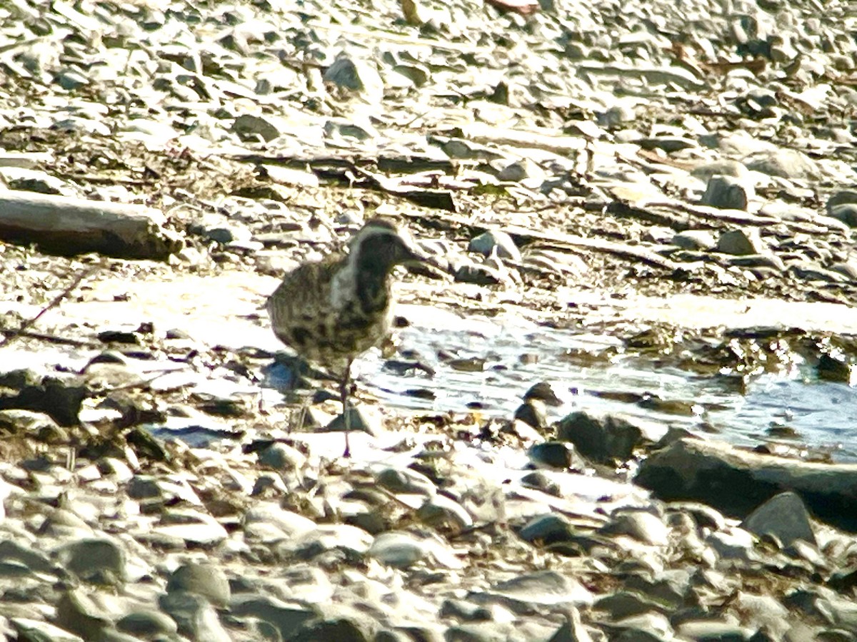 American Golden-Plover - J Gary Kohlenberg