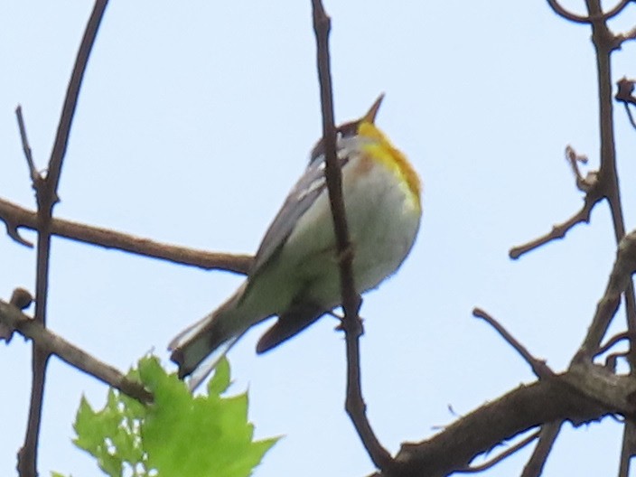 Northern Parula - Jim Proffitt