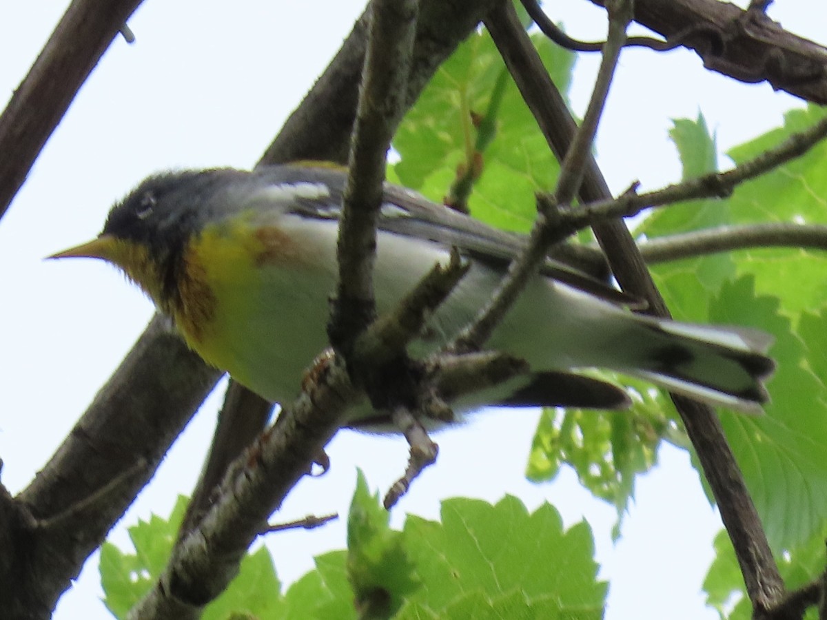 Northern Parula - Jim Proffitt