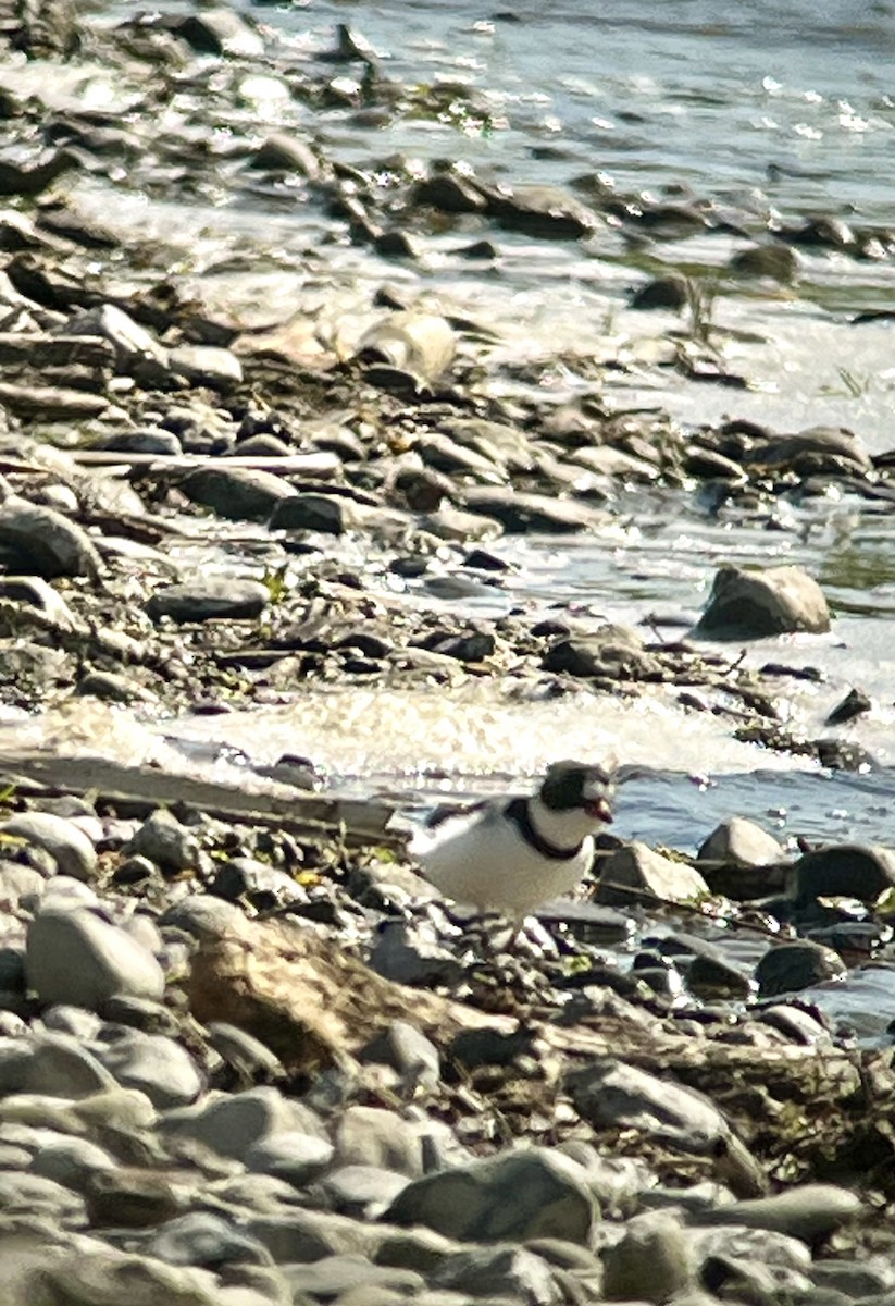 Semipalmated Plover - J Gary Kohlenberg