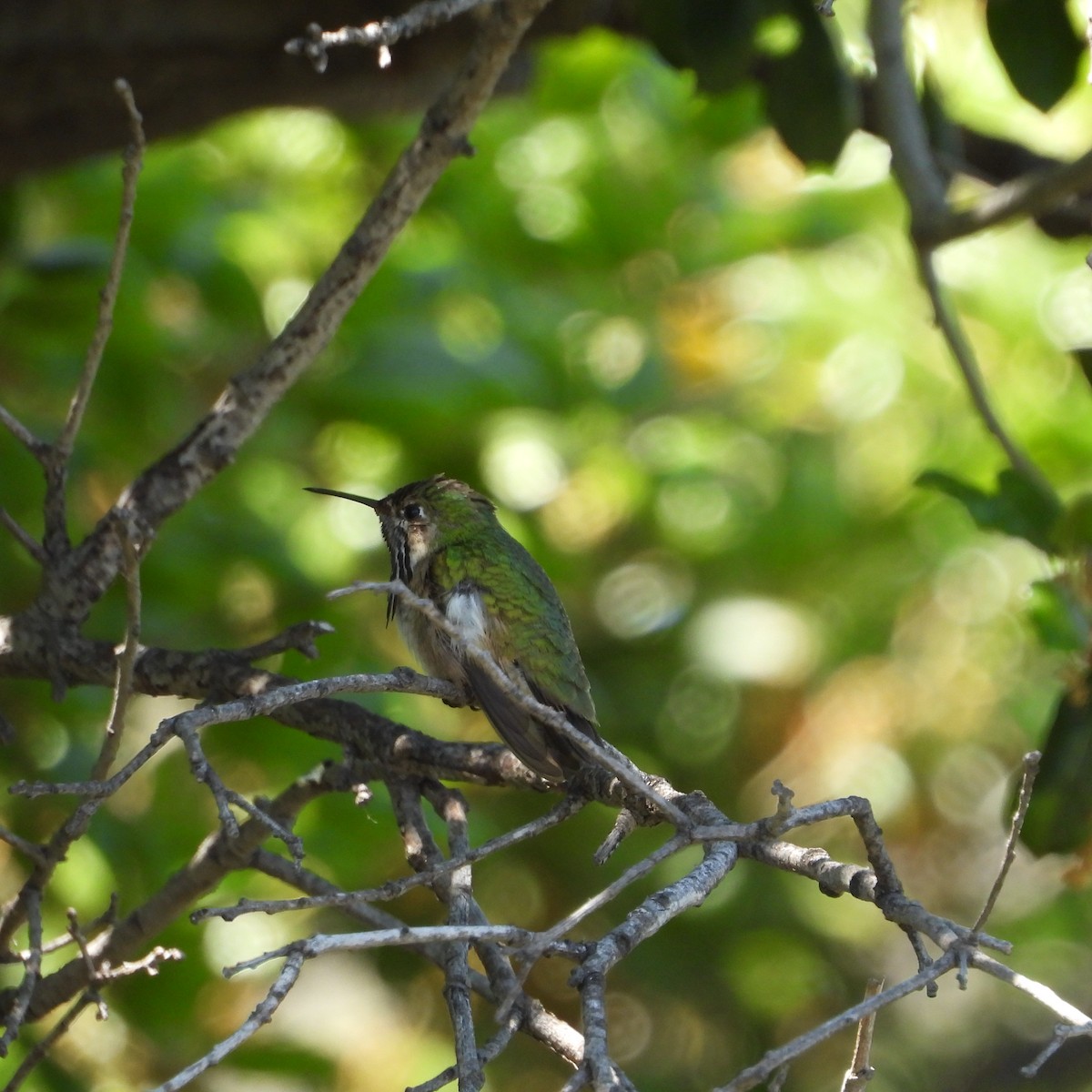 Calliope Hummingbird - ML618636002