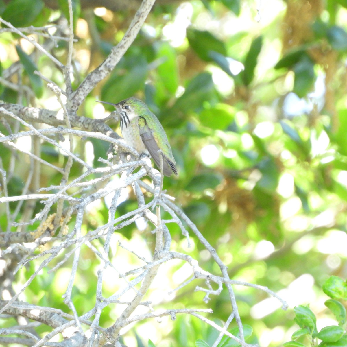 Calliope Hummingbird - ML618636023