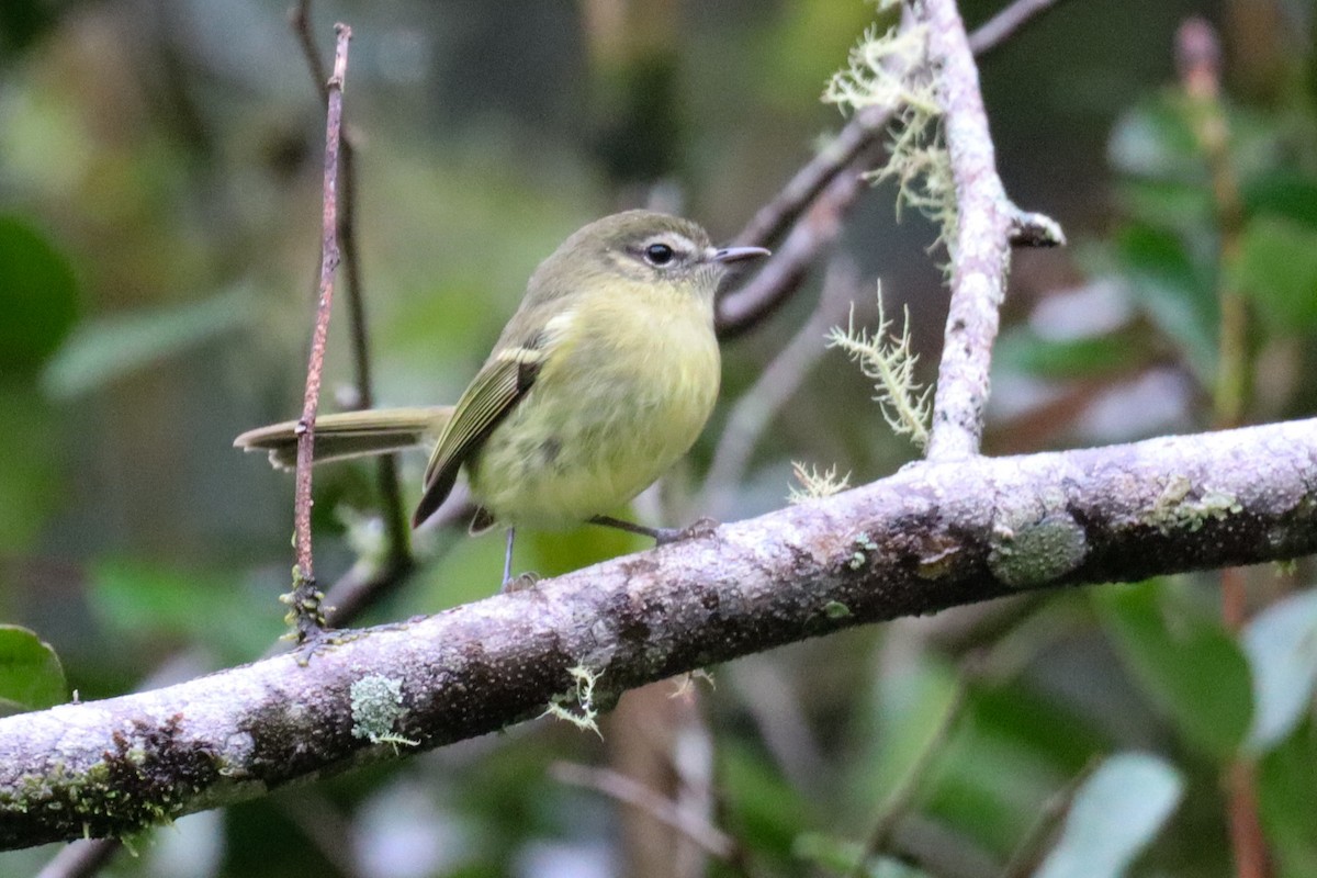 Mottle-cheeked Tyrannulet - ML618636046