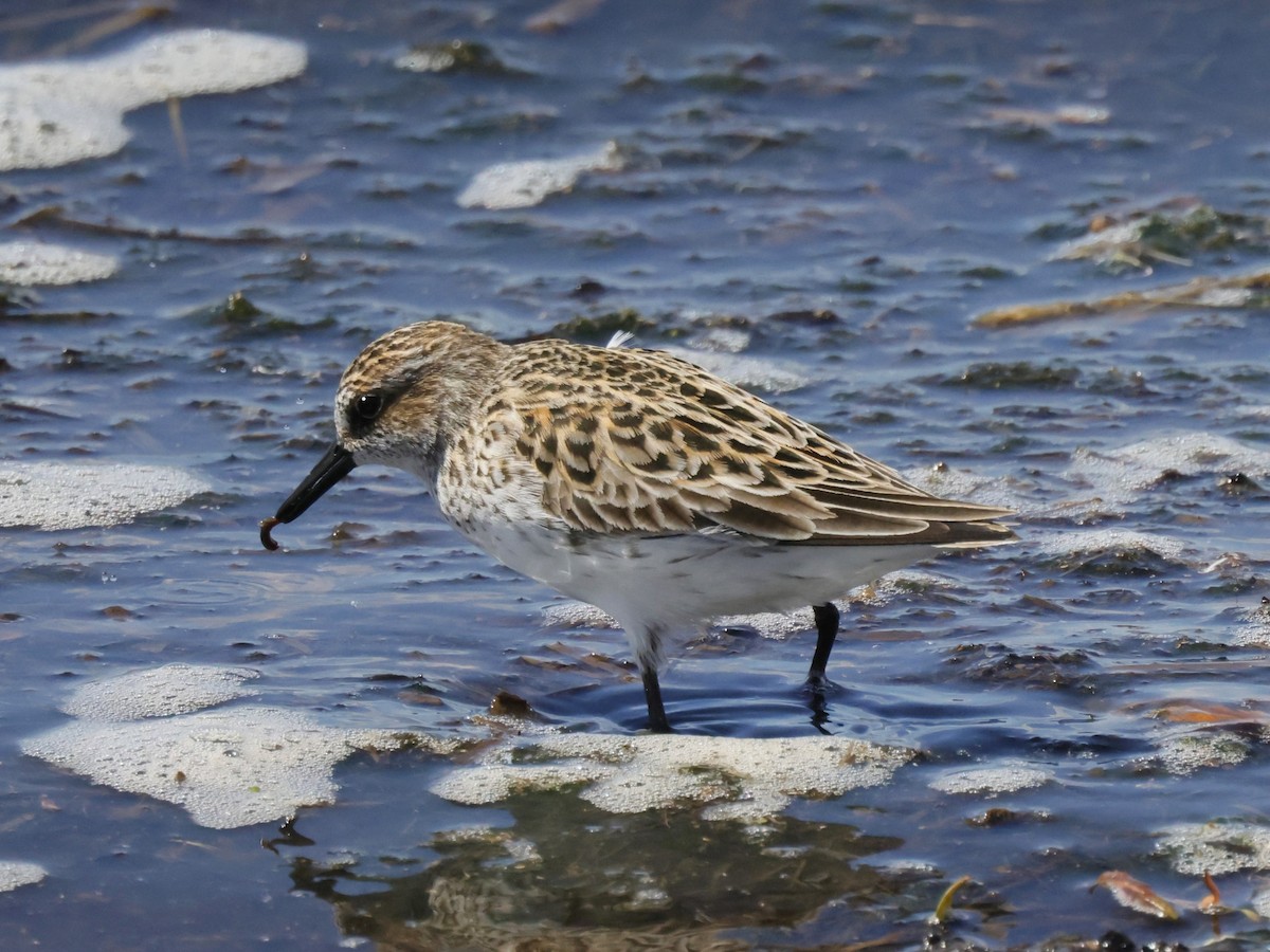 Semipalmated Sandpiper - ML618636055