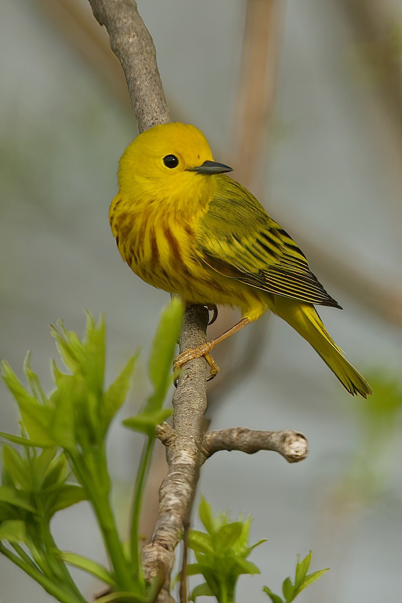 Yellow-rumped Warbler - R. Stineman