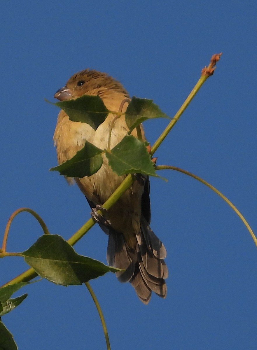 Cinnamon-rumped Seedeater - Guadalupe Esquivel Uribe