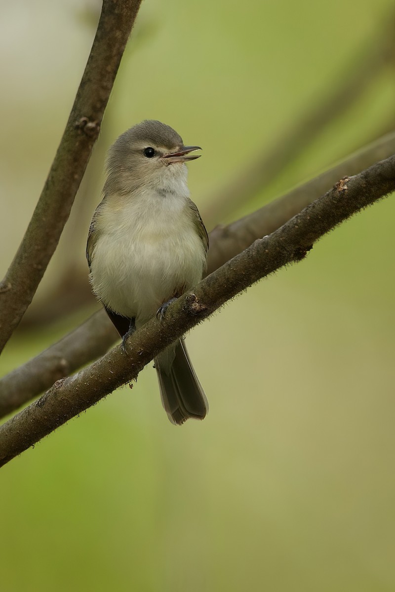 Warbling Vireo - R. Stineman