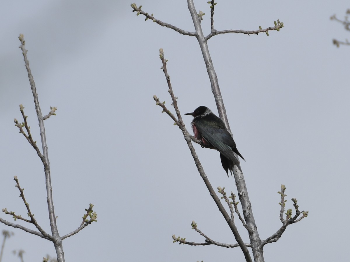 Lewis's Woodpecker - ML618636097